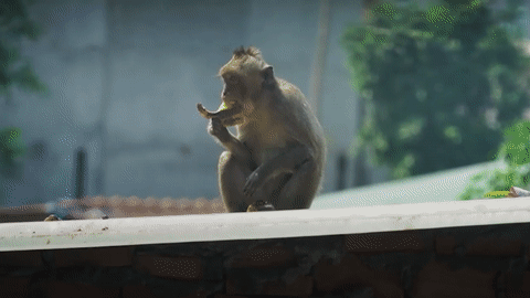 Vi sao dan khi vao khu dan cu o TP.HCM quay pha, trom thuc an? hinh anh