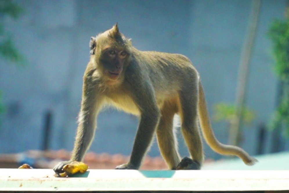 Cu dan Thanh Xuan mong dan khi duoc tha ve rung hinh anh