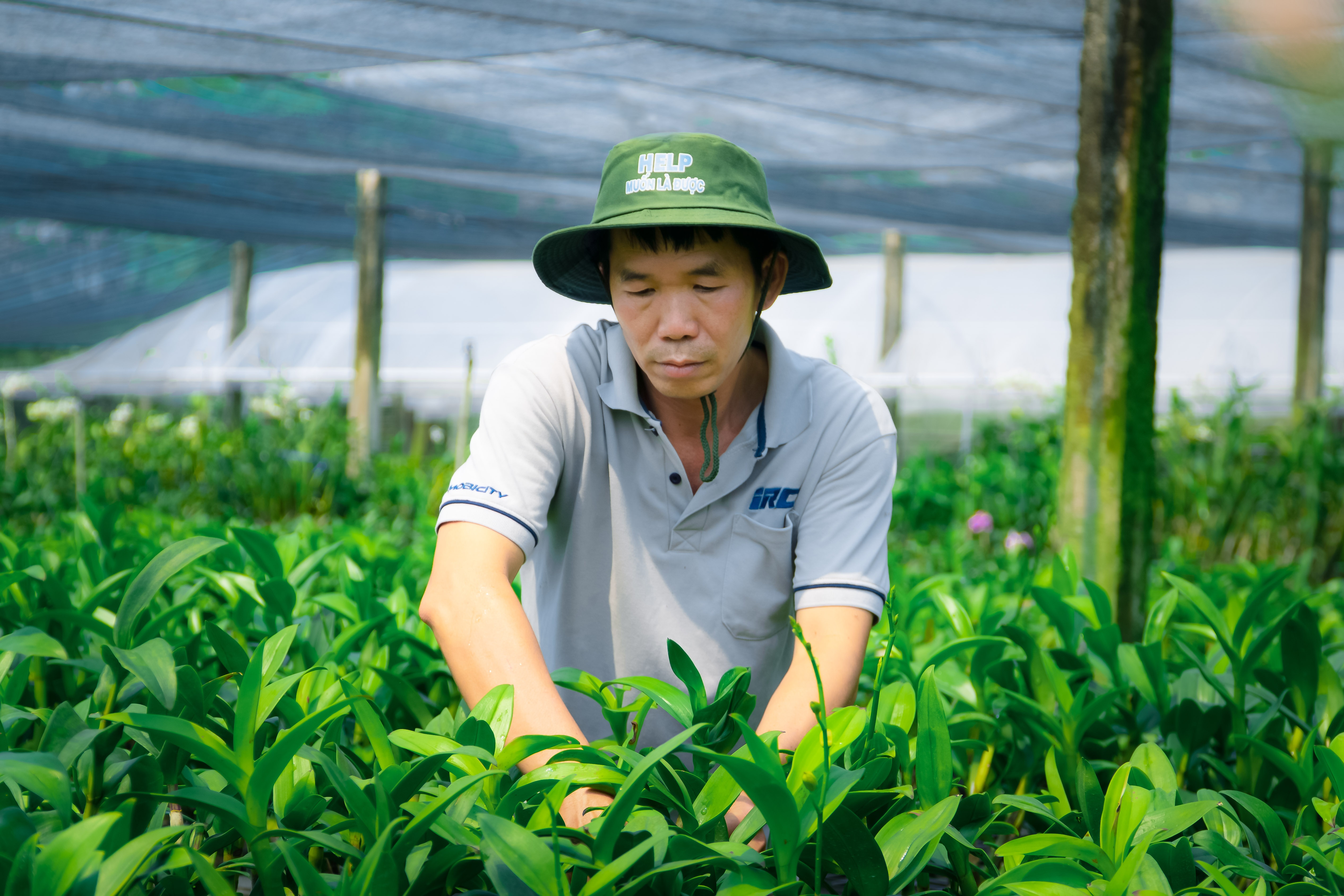 Vuon lan 12.000 m2 o TP.HCM that thu dip Tet hinh anh