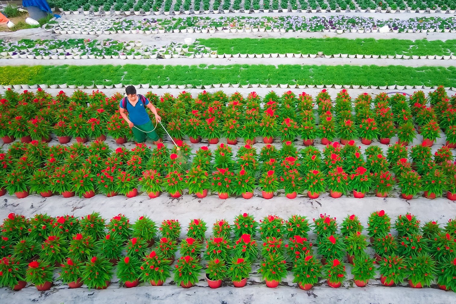 Nha vuon TP.HCM thap thom lo hoa Tet hinh anh