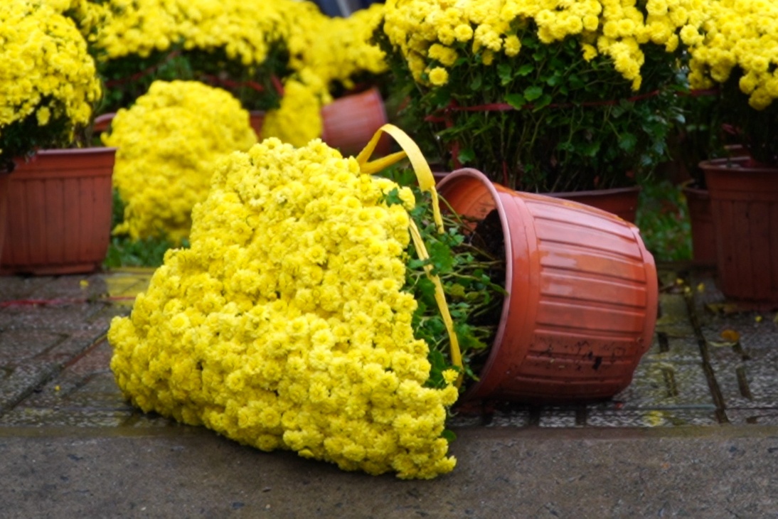 Hoa Tet nga do, rung la vi mua trai mua o TP.HCM hinh anh