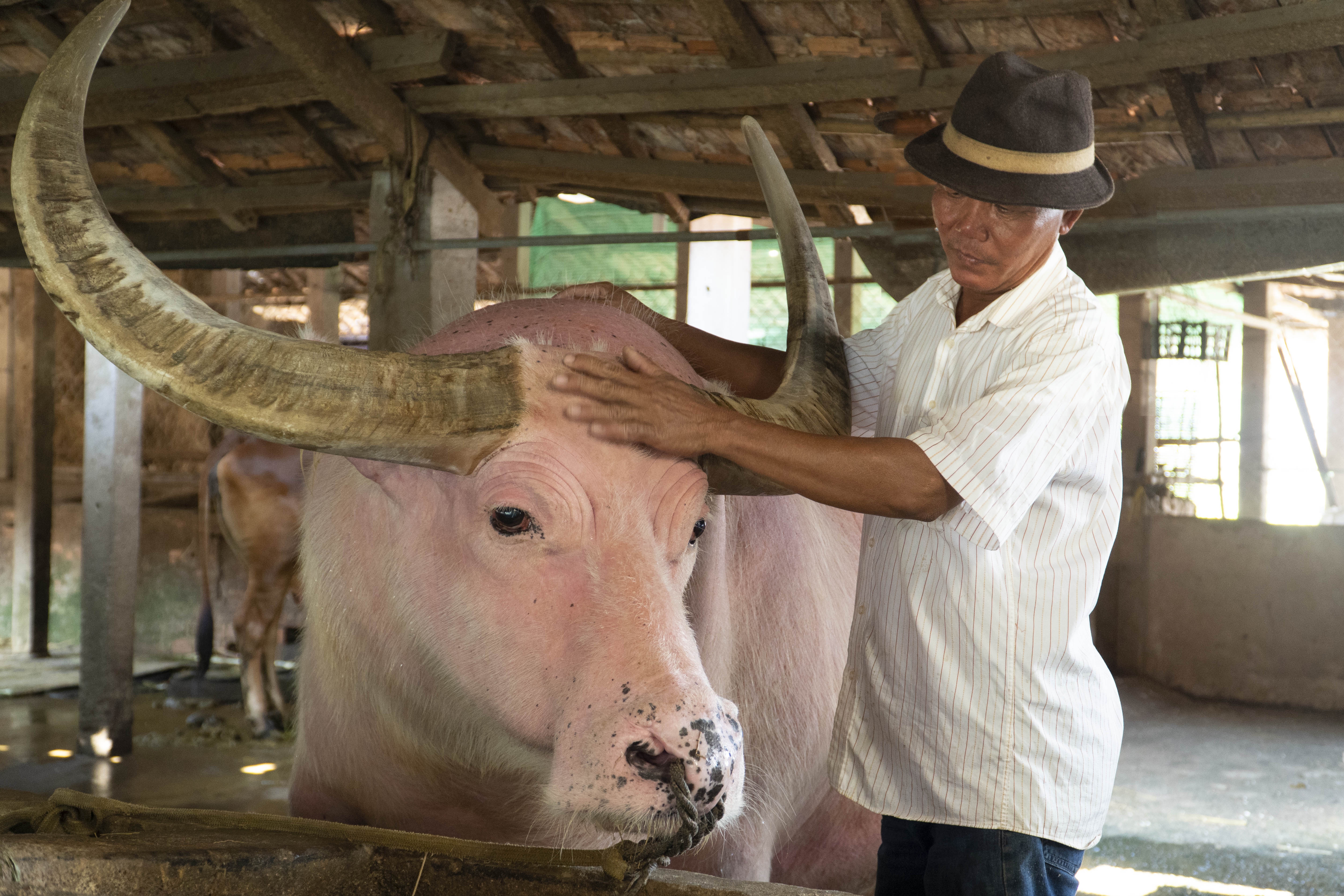 Trau hong la mat, duoc tra gia tien ty o TP.HCM hinh anh