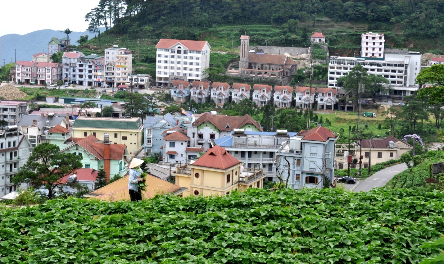 Ở Tam Đảo su su được trồng khắp nơi, và trở thành đặc sản không thể thiếu đối với du khách khi thưởng thức ẩm thực ở đây và cả mua về làm quà.