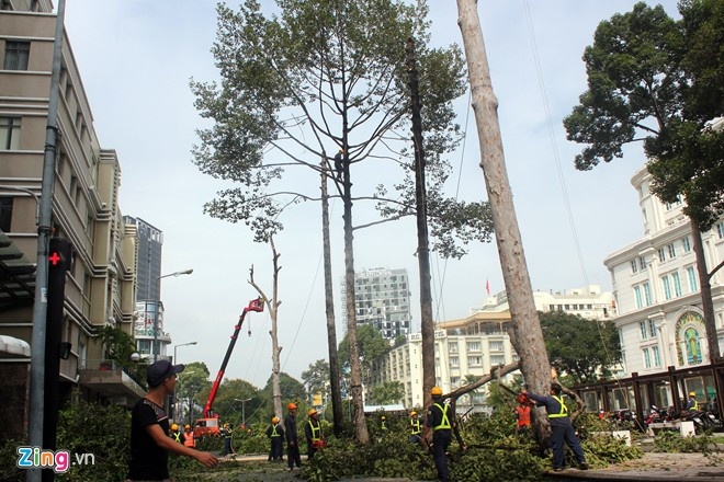 Những hàng cây xanh mượt dần biến mất.