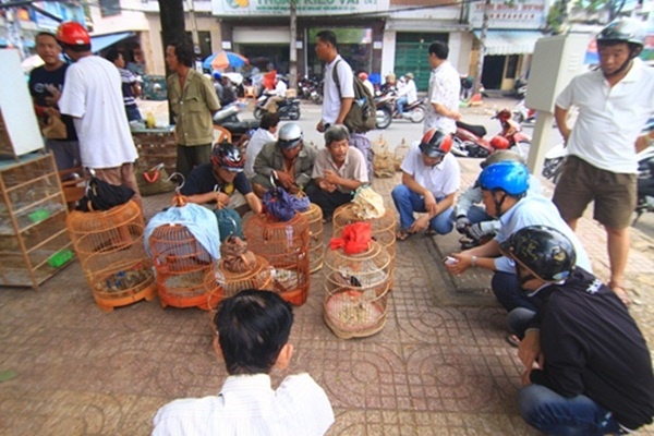 Chợ sâu bọ thường bắt đầu họp từ 5 giờ sáng và nhộn nhịp suốt cả ngày, ngoài sâu bọ, tại đây khách mua hàng có thể mua được các loại đồ ăn chuyên dành cho chim cảnh. Một phần của khu chợ là nơi những người nuôi chim cảnh hội họp, trò chuyện, chia sẻ những kinh nghiệm về chăm sóc và huấn luyện, tạo thành một nét văn hóa đặc biệt thân thiện giữa lòng Sài Gòn nhộn nhịp. 