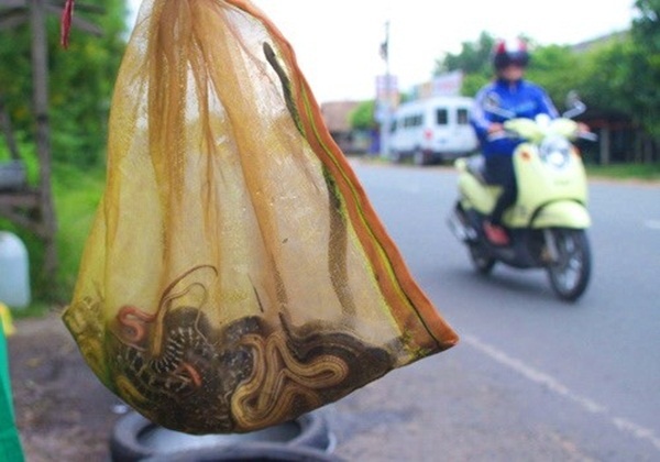 Chợ rắn chuột nằm trên tỉnh lộ 8, đoạn đường qua xã Phước Vĩnh An (huyện Củ Chi, TP.HCM). Đây là điểm đến chuyên bán mồi nhâu độc đáo được nhiều người biết. Khu chợ chỉ kéo dài khoảng 200m với hàng chục gian hàng bày bán các loài động vật hoang dã như rắn, chuột, bìm bịp, cu rừng với lời quảng cáo là động vật hoang chính hiệu chứ không hề nuôi nhốt.