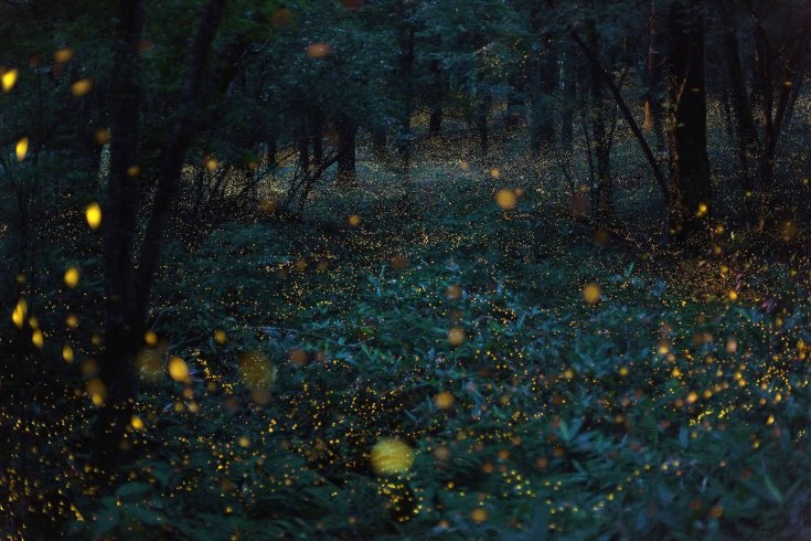 Một chuyến bay của đom đóm Hime Botaru (Hataria parvula) hoặc “đom đóm công chúa”  trong rừng.