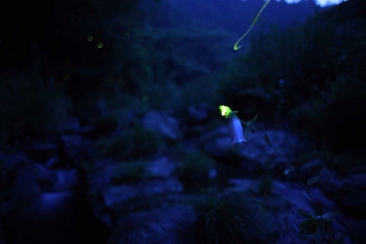 Một chú đom đóm trong hoàng hôn.