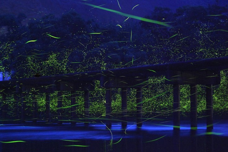 Một cây cầu nhỏ, thấp trên sông Shimanto, được coi là một con sông tinh thể cuối cùng của Nhật Bản, với những chú đom đóm Genji Botaru (Luciola Cruciate) trong hoàng hôn mùa hè.