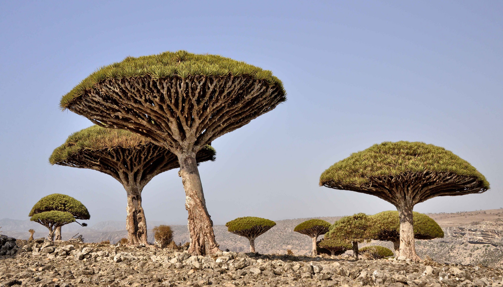 25. Socotra, Yemen  Được mệnh danh là địa điểm của người ngoài hành tinh bởi sự hoang sơ của nó, Socotra được hình thành từ 4 hoang đảo. Nơi đây có sức sống thực vật rất phong phú với hàng nghìn chủng cây cỏ và các động vật lớn bé độc đáo. Hiếm có nhất là cây dưa chuột có quả to như thùng bia, hay cây máu rồng cho nhựa cây đỏ như máu. Mặc dù gần với châu Phi hơn là bán đảo Arab, Socotra lại thuộc chủ quyền Yemen, và nước này gần như gìn giữ đảo cho riêng mình, rất ít mở cửa cho du khách. 