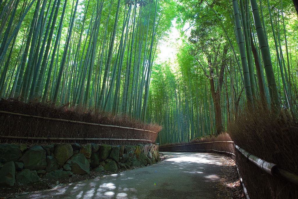 30. Sagano Bamboo Forest, Nhật Bản  Rừng tre Sagano nằm tại quận Arashiyama, thuộc vùng ngoại ô phía tây Kyoto. Sagano có từ thế kỷ 8 với diện tích 16 km vuông. Trong rừng là bạt ngàn những cây tre cao vút đứng san sát nhau. Đến mùa thu, khi thân cây chuyển sang màu cam đỏ, cả khu rừng rực rỡ dưới ánh mặt trời. Không chỉ là thắng cảnh tự nhiên đẹp bậc nhất Nhật Bản, rừng Sagano còn thu hút khách du lịch bởi âm thanh độc đáo được tạo ra khi gió thổi qua tán lá hay luồn giữa các thân tre. Thứ âm thanh này thuộc danh sách 100 âm thanh cần được bảo tồn tại Nhật Bản.