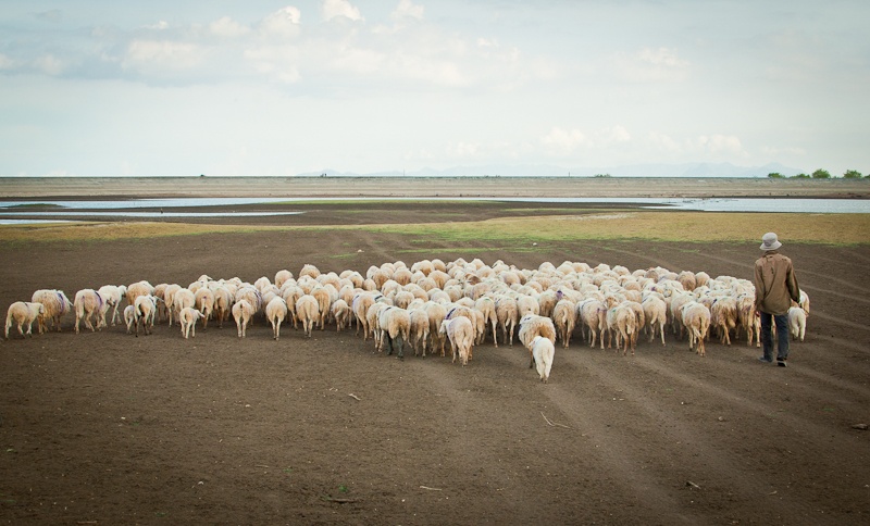 Người chăn cừu trên thảo nguyên.