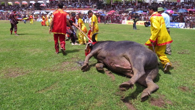 ‘Nguoi Hai Phong cung khong dam xem choi trau' hinh anh