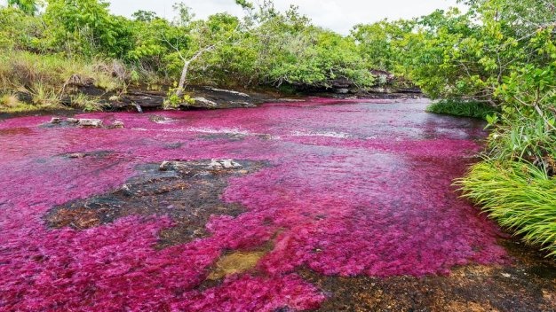 Tùy thuộc vào mực nước và lượng ánh sáng, macarenia clavigera sẽ có màu sắc khác nhau, và sông Caño Cristales sẽ có màu “áo” khác nhau.