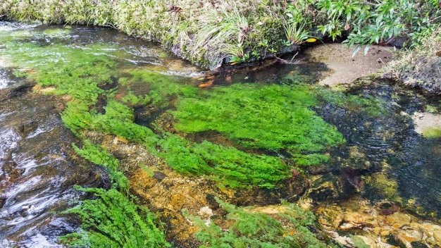 Sông Caño Cristales lúc 