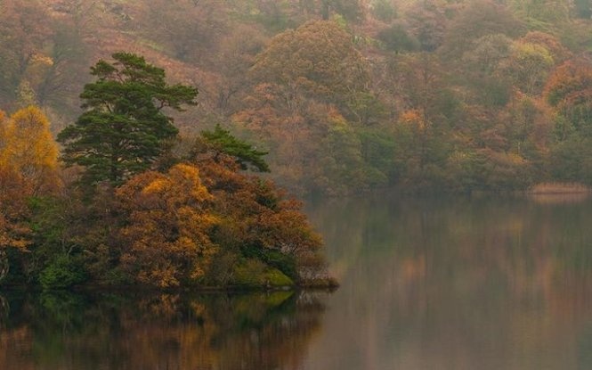 Rừng thông ngả màu tại Bavarian Alps, Đức - Ảnh: Telegraph