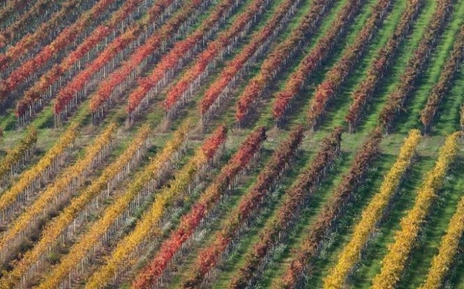 Vườn nho bắt đầu chuyển màu ở Umbria, Ý - Ảnh: Telegraph
