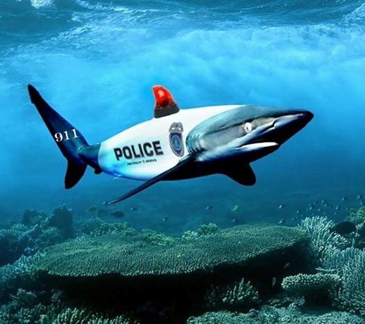 Để rút kinh nghiệm cho lần sau, nhiều người đưa ra ý tưởng phải để một chú cá mập làm cảnh sát biển, như vậy mới 