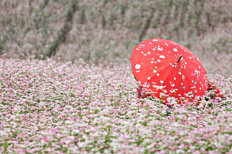 Lac vao mien co tich trong mua hoa tam giac mach hinh anh