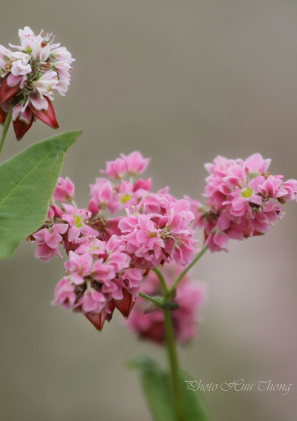 Tên gọi tam giác mạch bắt nguồn từ hình dạng của cây, loài hoa nở thành chùm, cánh hoa chụm lại thành hình chóp nón, có ba mặt hình tam giác, giữ ở giữa một hạt mạch quý.
