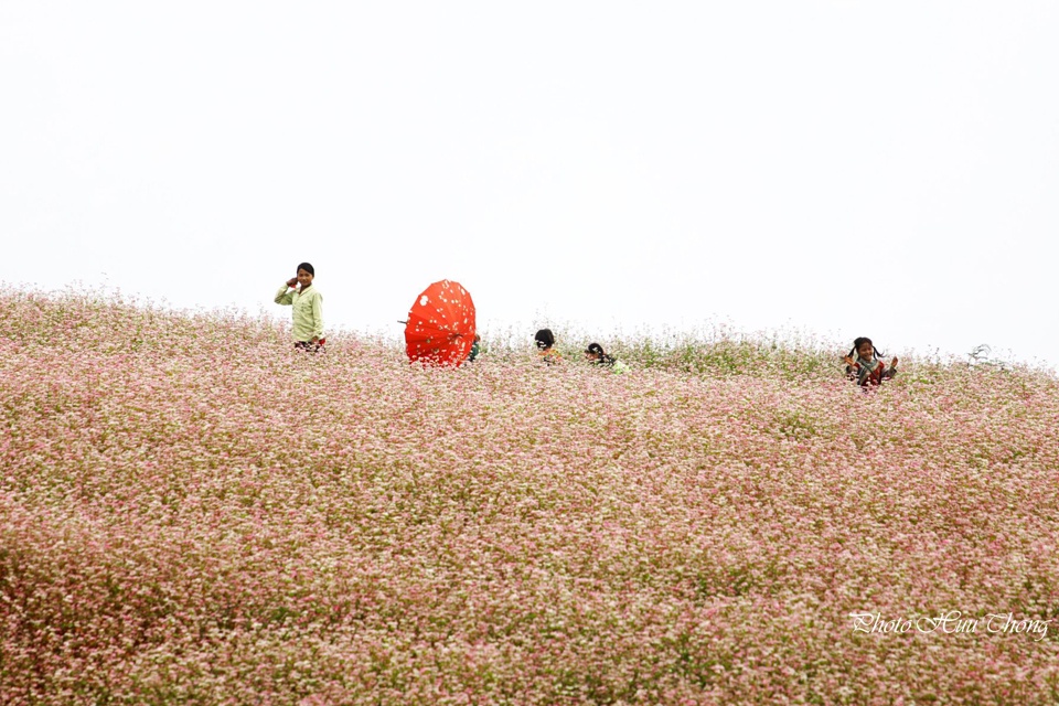 Loài hoa này thường được trồng nhiều trên những vạt đồi của các huyện Đồng Văn, Xí Mần, Hoàng Su Phì của tỉnh Hà Giang.  Cứ vào độ thu đang chín mọng, bao kẻ lãng khách lại cuồng chân, muốn lao ngay đến vùng đất giao hòa giữa đá và hoa, giữa ngọt ngào và mê hoặc ấy.