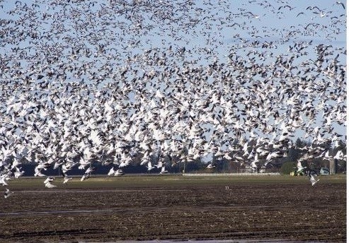 Cứ vào mùa thu, hơn 1 triệu con ngỗng tuyết trắng xóa lại bay qua Vườn quốc gia Squaw Creek ở Missouri, hướng về phía Bắc Cực, trong chuyến di cư 2 lần/ năm qua quãng đường khoảng 4.000km. Chuyến di cư hàng năm của loài ngỗng trời qua bang Missiouri tạo cảnh choáng ngợp, chúng bay với tốc độ 60 - 70km/h ở độ cao chừng 900m.