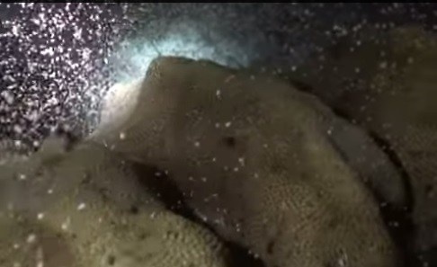 San hô đẻ trứng ở hòn đảo Bonaire, ngoài khơi bờ biển phía bắc của Nam Mỹ. Mỗi năm, khoảng tháng 9 và tháng 10, một số loài san hô ở hòn đảo Bonaire sẽ bắt đầu chu kỳ sinh sản của chúng. Dưới mặt nước sẽ xuất hiện các mảng màu trắng, màu cam và màu hồng nhỏ xíu phun ra từ san hô và nổi dọc dòng nước.