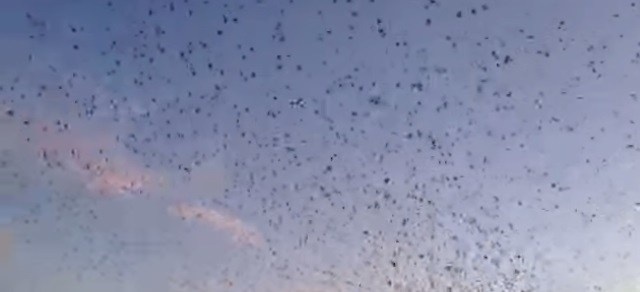 Xem chim nhạn tại đảo Goose, bang Connecticut, Mỹ. Loài vật này thường tập trung tại đảo Goose vào lúc hoàng hôn trong thời gian cuối mùa hè và vào mùa thu. Với bộ ngực trắng và lưng óng ánh sắc xanh, cảnh tượng những con chim nhạn bay lượn, nhào lộn trên không trung vô cùng tuyệt đẹp.