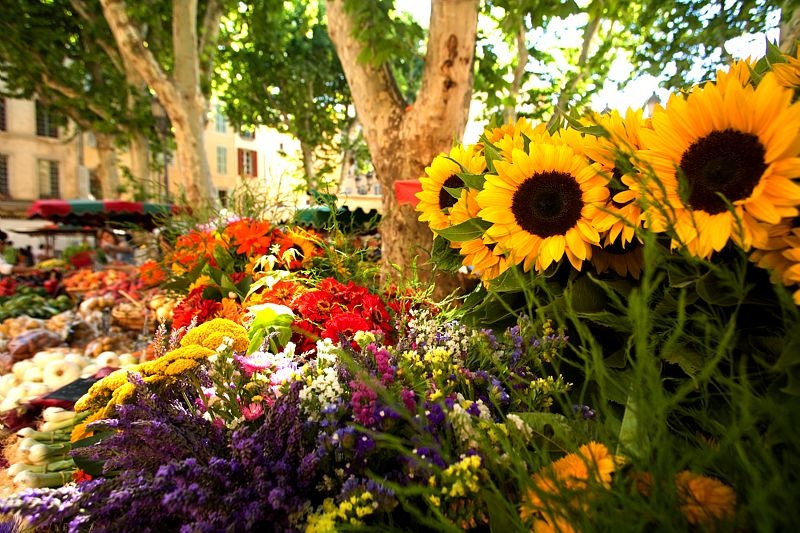 Marché Aux Fleurs, Pháp: Khu chợ hơn 200 năm tuổi này tràn ngập lan Nam Phi, hoa nhài và hoa huệ khắp đại sảnh của Belle Époque, trừ ngày Chủ Nhật, khi chợ hoa nhường chỗ cho chợ chim.