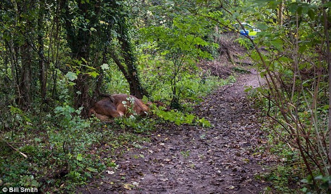 Xác của một con bò khác được tìm thấy trong khu rừng gần đó. Hiện vẫn chưa xác định được nguyên nhân khiến chú bò thứ ba thiệt mạng.