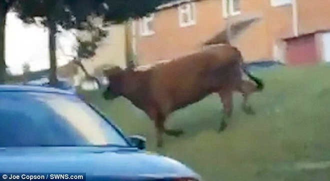 Canh sat dung truc thang de lung bo hinh anh