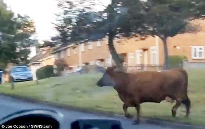 Hai con bò đã chạy thoát khỏi khu bảo tồn sau khi người chủ của chúng đang tiến hành đưa bò lên xe tải.