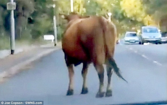 Con bò ngang nhiên đứng giữa đường. Nhiều chiếc xe đã phải dừng lại từ xa.