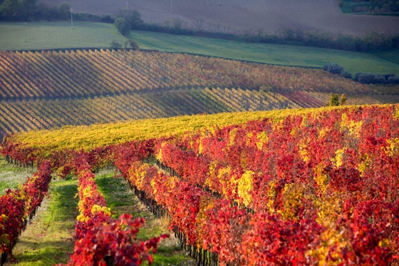 Hạt Sonoma, California, Mỹ: Con đường chạy qua thung lũng Sonoma dọc sống Arnorld đắm chìm trong tán lá rực rỡ của những cây sồi và phong. Ngay cạnh đó là thung lũng sông Russian, nơi những ruộng nho lá đỏ phủ kín mặt đất xen kẽ giữa các loài nông sản khác của tháng Mười. Ảnh: Butchfemmeplanet.com