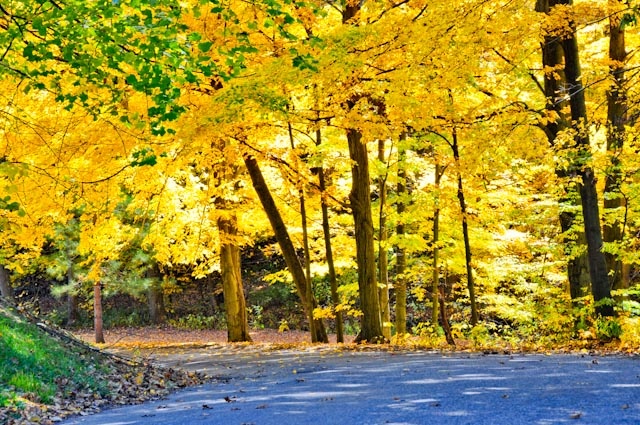 Hạt Holmes, Ohio. Mỹ: Nằm ở trung tâm Ohio, những cây thông, sồi và loài cây biểu tượng của bang, cây dẻ Buckeye, tạo thành lớp viền vàng rực cho những con đường dẫn qua cánh đồng ngô bát ngát. Bạn có thể chiêm ngưỡng màu đỏ và vàng rực của tán lá với chuyến đi trên những chiếc xe ngựa và dừng lại tham quan các trang trại trên đường đi.