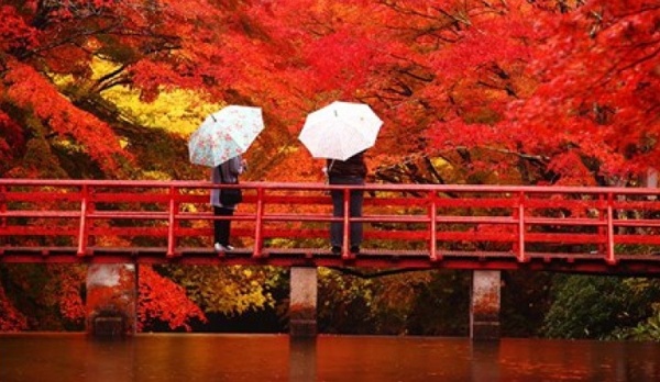 Kyoto, Nhật: Ở Nhật, ngắm lá thu là một truyền thống, còn được gọi là “koyo”, tương tự như truyền thống đi ngắm hoa anh đào vào mùa xuân. Một trong những điểm ngắm lá thu đẹp nhất ở Nhật là đảo Honshu, Kyoto, nơi những tán lá rực rỡ bao quanh những mái đền cổ kính. Buổi tối, ánh đèn làm màu sắc tán lá càng trở nên lộng lẫy gấp bội.