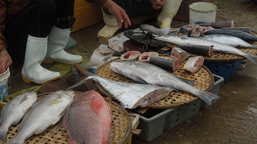 Những con cá tươi rói chờ người mua lựa chọn.