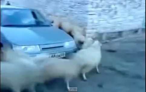 Dan cuu chay quanh o to hinh anh