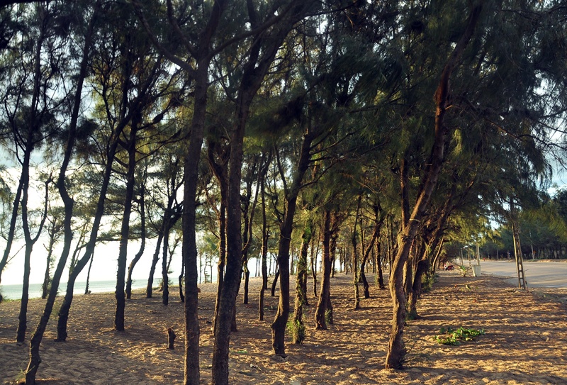 Đồi dương vi vu lộng gió bên bờ biển.