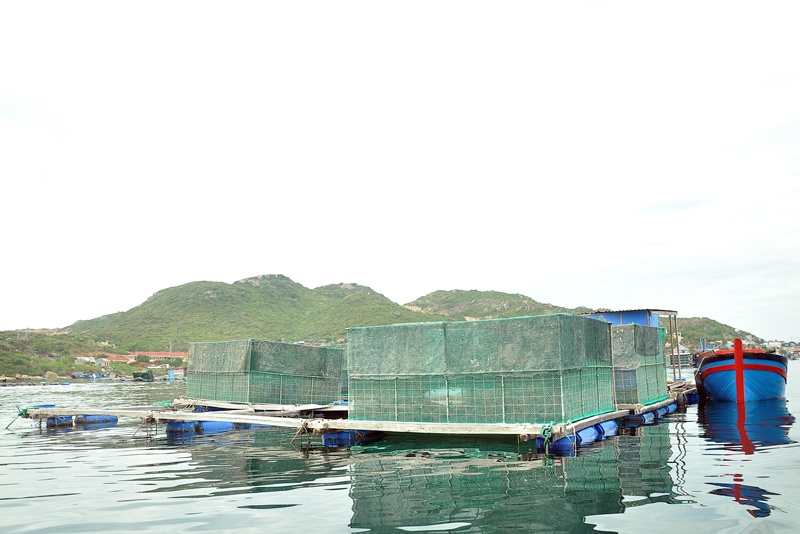 Những bè nuôi các loại hải sản, đặc biệt tôm hùm chủ yếu ở bãi trước, khu vực cầu cảng Bình Ba.