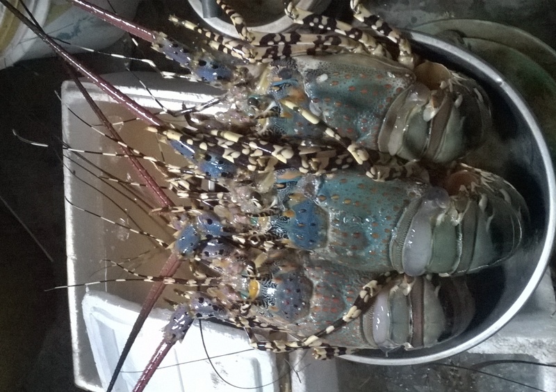 Những chú tôm hùm còn rất tươi được bảo quản kỹ cho du khách chọn lựa.