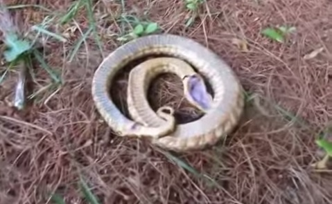 Meo gia chet cua ran hinh anh