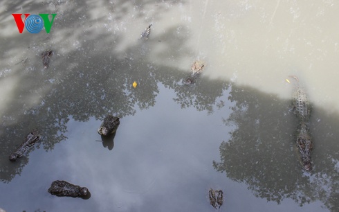 Tại khu rừng này còn có rất nhiều cá sấu, cũng là nét đặc trưng của vùng rừng ngập mặn Cần Giờ.