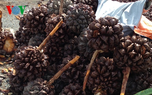 Dừa nước - một đặc sản của vùng rừng ngập mặn Cần Giờ.