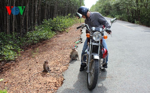 Ngay từ đường vào khu du lịch Lâm Viên, lũ khỉ bạo dạn đã nhanh chóng ra 