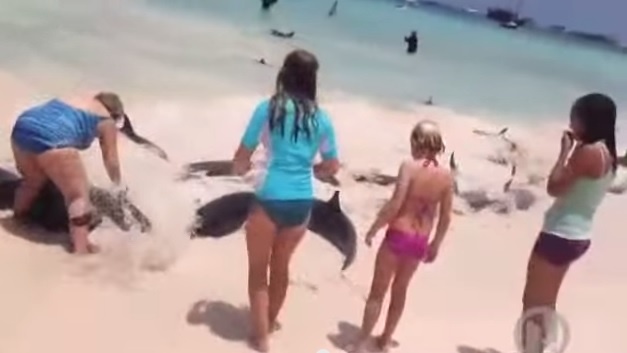 Ca heo dua nhau lao len bo tai Australia hinh anh