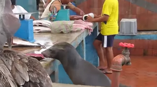 Su tu bien va chim mong bien an truc hinh anh