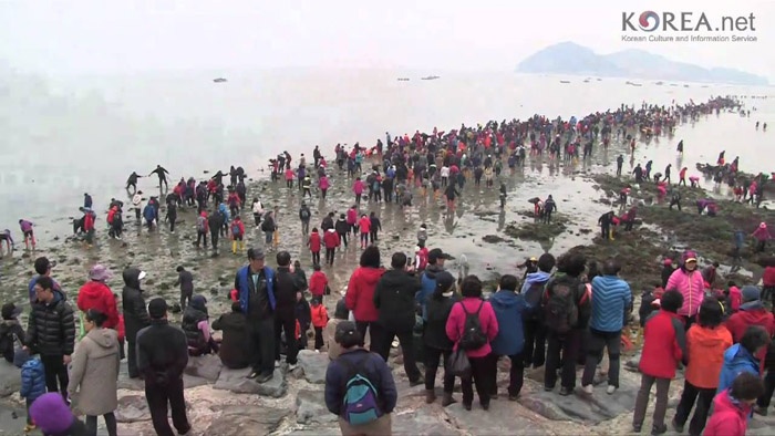 Ngày nay, có tới hơn nửa triệu khách du lịch trong và ngoài nước Hàn Quốc đến tham dự lễ hội ‘Đường biển Jindo’ hàng năm. Chưa thấy có giải thích khoa học đáng tin cậy nào về hiện tượng kỳ lạ này.