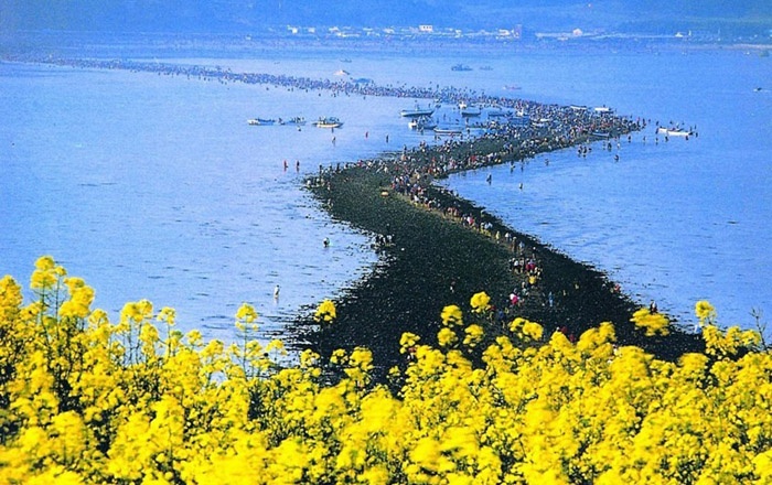 Vùng biển từ từ tách đôi, để lộ ra con đường dài 2,8 km, rộng khoảng 40m, nối liền hai đảo Jindo và Modo.