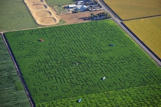 Mê cung ngô lớn nhất thế giới ở California (Mỹ) với tổng diện tích 25.5ha.